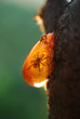 ancient amber
