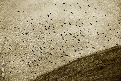 Photo: covey of bird on leather texturee covey of bird on leather texturee