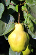 Coing fruit du cognassier