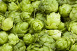 Hopfen