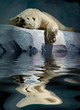 ours banquise polaire animal protéger blanc glace fonte ours banquise polaire animal protéger blanc glace fonte