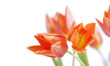 orange-gelbe tulpen vor weißem hintergrund