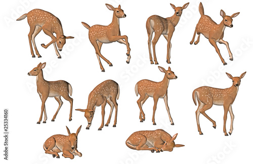 Illustration: rehe rehe