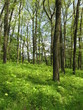 Laubwald im Mühltal II