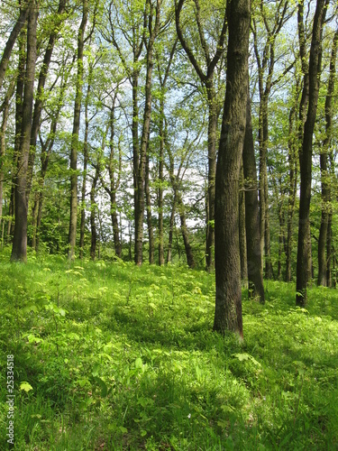Foto: Laubwald im Mühltal II Laubwald im Mühltal II