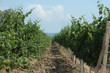 vine 2