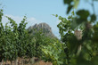 vine