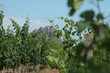 vine 3