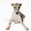 Whippet Portrait vor weissem Hintergrund