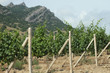 vine 1