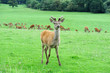 Foto: Red deer Red deer