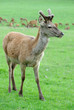 Foto: red deer red deer