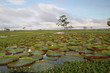 Seerosen auf dem Amazonas