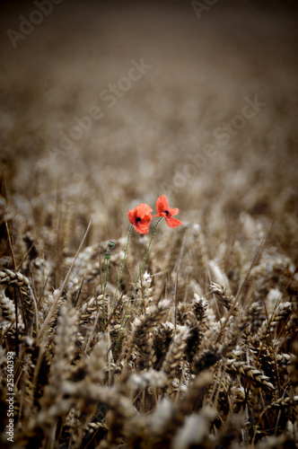 Lonley poppys