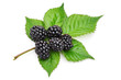 Brombeeren auf Blatt