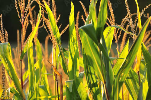 Photo: corn crops corn crops