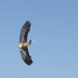 Great blue heron maneuvering