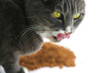 Hungry Yellow Eyed Cat Hungry Yellow Eyed Cat