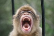 Affe gähnt