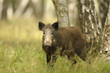 sanglier