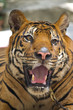 tiger face
