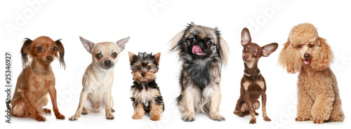 Photo: Group of young dogs Group of young dogs