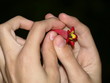 Little Flower
