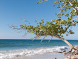 Martinique
