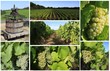 vignoble
