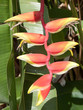 Martinique