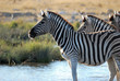 Zebra am Wasserloch