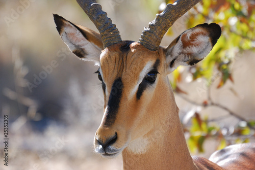 Foto: Impala - Portrait Impala - Portrait