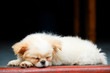 Pekingese