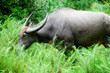 Buffalo grazing