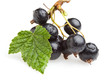 Bunch of black currant berries