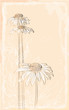 gerbera vintage style bouquet