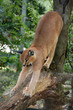 Caracal stretching himself