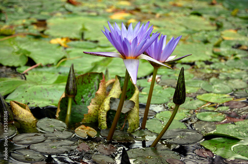 Photo: Purple water lily Purple water lily