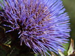 Cardoon