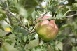 Pomme