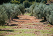 Colori di Toscana