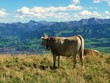 View over Bavarian Alps and Sonthofen