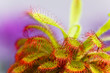 Drosera aliciae ,Sonnentau,fleischfressende Pflanze