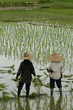 Rice farmers are looking at