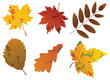 vector set of autumn leaves vector set of autumn leaves
