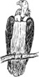 large vulture large vulture
