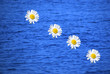 Gänseblümchen in der Ostsee