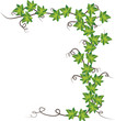 Green ivy  . Vector illustration