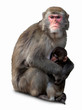 Japanese Macaque, Macaca fuscata