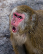 Japanese Macaque, Macaca fuscata
